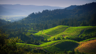 What is terroir?